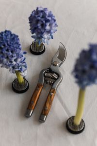 Kaboompics - Blue Hyacinth in Kenzan with Pruning Shears and Foreground Blur