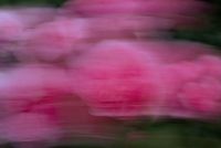 Kaboompics - Pink Rose Motion Blur Flower Background
