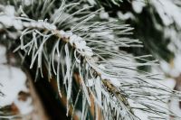 Kaboompics - Close-ups of snowy trees