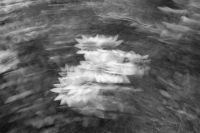 Kaboompics - Dreamy Black and White Flowers With Sweeping Motion Blur