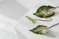 Kaboompics - Pink and Green Caladium Leaves on White Geometric Surfaces, Minimal Botanical Style