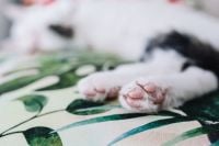 Kaboompics - Essential element to support a wall unit - the cat