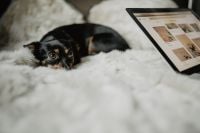 Kaboompics - Small treat for a cute dog