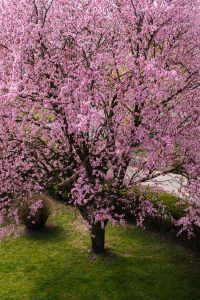Kaboompics - Full Cherry Plum Tree in Pink Spring Bloom with Garden Background