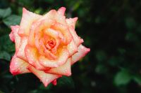 Kaboompics - Peach Pink Rose with Raindrops and Dark Copy Space