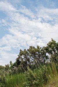 Kaboompics - Blue Sky Above Coastal Vegetation