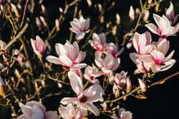 Kaboompics - Open White and Pink Magnolia Blossoms Against Dark Foliage, Close-Up