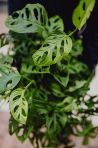 Kaboompics - Window-leaf Monstera or Monstera obliqua