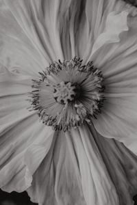Kaboompics - Monochrome Flower Center in Botanical Macro