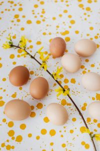 Kaboompics - Vertical Easter Egg and Spring Branch Background
