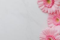 Kaboompics - Pink Gerbera Background