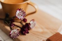 Kaboompics - Burgundy Astrantia Flower Macro with Coffee Cup and Copy Space