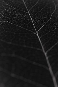 Kaboompics - Leaf Veins Close Up Dark Botanical Texture Black And White