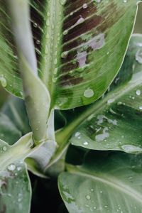 Raindrop-Covered Flowers and Leaves for Floral Backgrounds