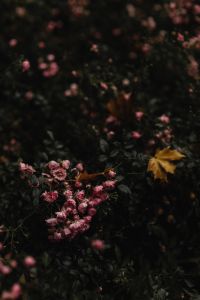 Kaboompics - Pink Flowers and a Yellow Leaf in a Moody Autumn Garden