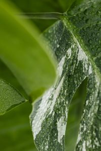 Kaboompics - Monstera Variegata Leaf with Water Droplets and White Variegation
