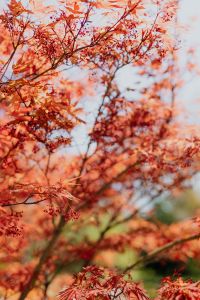 Kaboompics - Vibrant Red Foliage Filling a Vertical Garden Frame