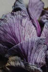 Kaboompics - Close-Up of Pale Purple Cabbage Leaves with Vein Detail