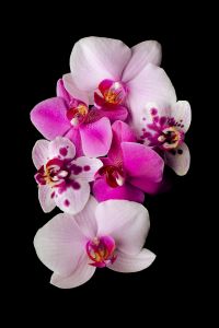 Kaboompics - Orchid Flower Cluster Pink And White Arrangement On Black