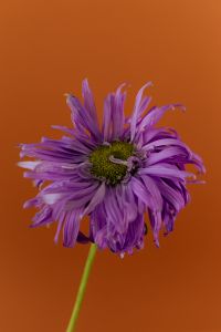 Kaboompics - Single Purple Flower on Orange Background