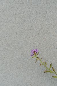 Kaboompics - Purple Coastal Wildflower Growing in Pale Sand, Minimal Botanical Background