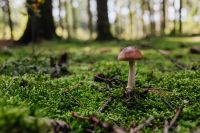 Kaboompics - Brown Mushroom Growing Among Green Moss