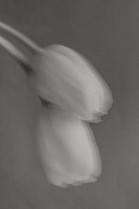 Kaboompics - Black and White Motion-Blurred Tulips