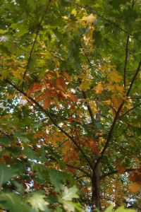 Kaboompics - Colorful Oak Leaves in an Autumn Tree Canopy