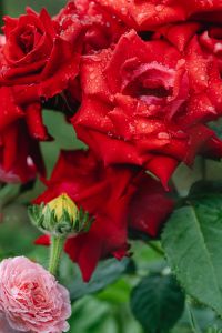 Kaboompics - Red and Pink Roses with Rain Drops and Green Foliage