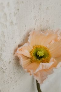Kaboompics - Soft Flower Styling on White Fabric