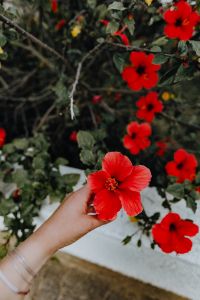 A red hibiscus flowers, Portugal