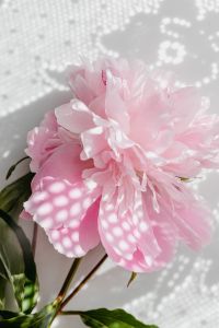 Kaboompics - Macro Pink Peony Petals with Lace Shadows