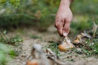 Kaboompics - Gardener Harvesting Several Onion Bulbs from a Garden Bed