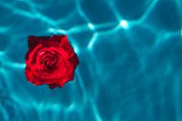 Kaboompics - Fresh garden rose on the blue water of a swimming pool on a warm summer day