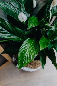 Kaboompics - Details of modern interior with green plants
