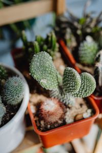 Kaboompics - Prickly Pear Pads among Potted Cacti in Terracotta Trays