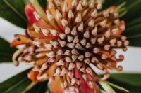 Kaboompics - Soft-Focus Orange Protea and Green Leaves in Macro