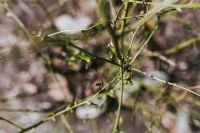 Kaboompics - Early spring garden
