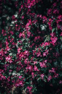 Kaboompics - Dense Pink Blossoms on Dark Green Foliage