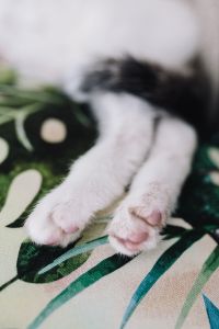 Kaboompics - Essential element to support a wall unit - the cat