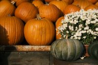Kaboompics - Orange and Green Pumpkins with White Chrysanthemums