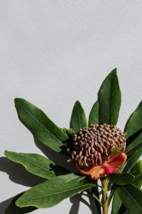 Kaboompics - Close-Up of Protea Flower and Green Leaves Against a White Wall