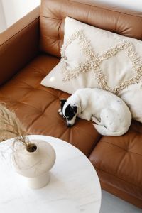 Kaboompics - Overhead View of Small Dog Curled Up on a Leather Couch beside a Round Coffee Table