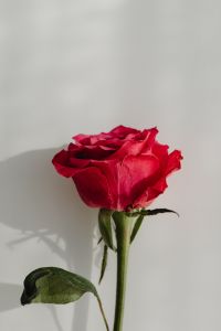 Kaboompics - Red Rose Macro on White Wall with a Defined Shadow
