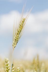 Kaboompics - Ear of grain