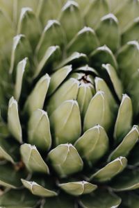 Kaboompics - Soft-Focus Agave Rosette with Pointed Green Leaves