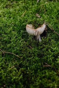 Kaboompics - Small Pale Mushroom Growing in Green Moss