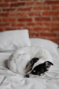 Kaboompics - Sleepy Black and White Puppy Resting Its Head on White Bedding, Soft Brick Wall Background