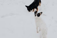 Kaboompics - Black-and-Tan Dog Approaching a Seated White-and-Black Dog in Snow