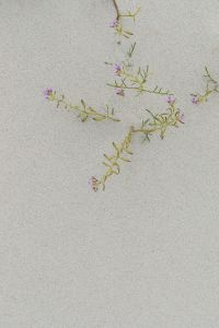 Kaboompics - Tiny Purple Coastal Flowers on Sand with Vertical Copy Space